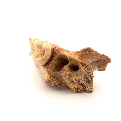 Holenbeer (Ursus spelaeus) kaakfragment met kies uit het Pleistoceen, Roemenië (3,75 inch)
