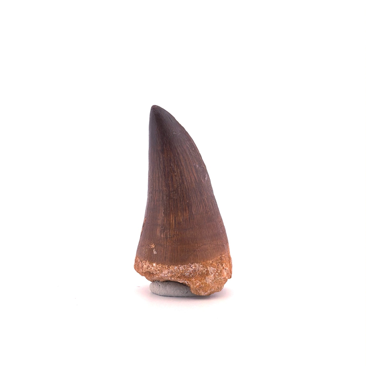 Mosasaurus tandfossiel uit het Laat-Krijt, Marokko (1.93 inch)