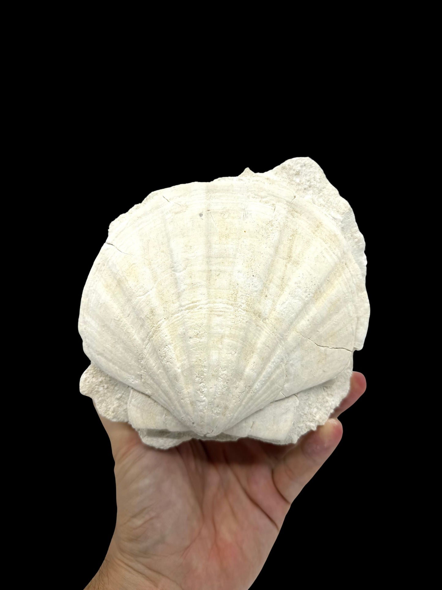 Gigantopecten fossiele schelp – Mioceen, Frankrijk (5.65 inch)