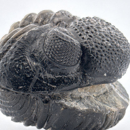 Opgedrukte Drotops megalomanicus trilobiet fossiel uit Marokko | 11,7 cm