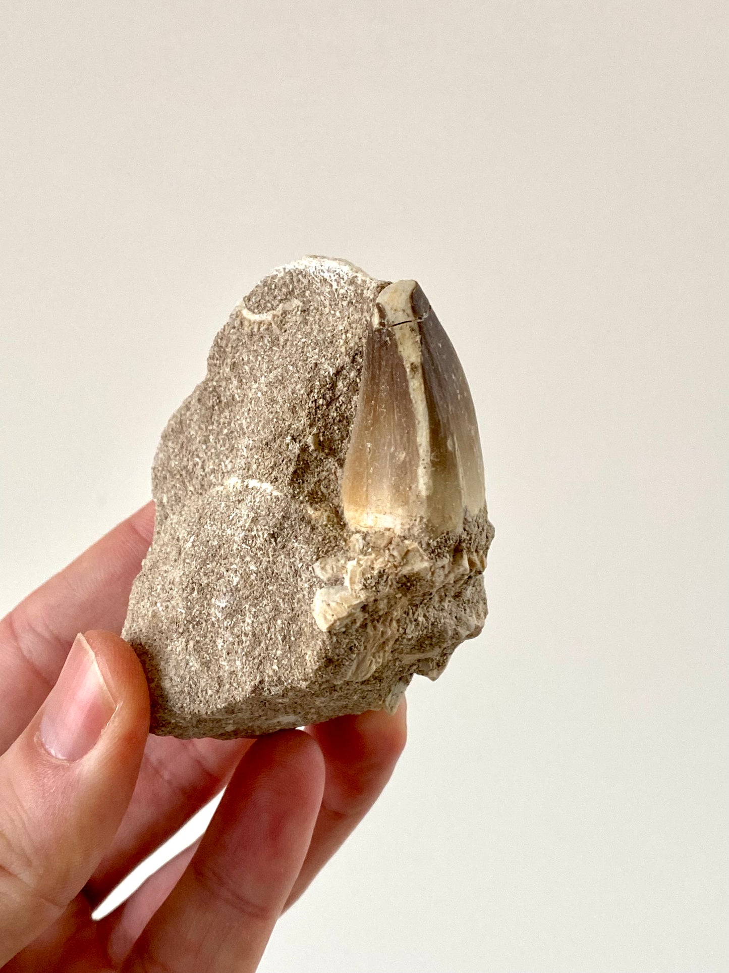 Mosasaurus fossil tooth on Matrix