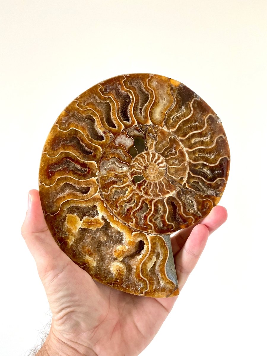 7.35" Ammonite Fossil, Cleoniceras species (cut and polished) - FossilsAndMore