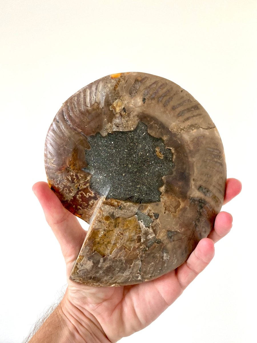 7.35" Ammonite Fossil, Cleoniceras species (cut and polished) - FossilsAndMore