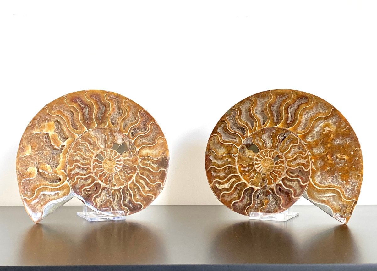 7.35" Ammonite Fossil, Cleoniceras species (cut and polished) - FossilsAndMore