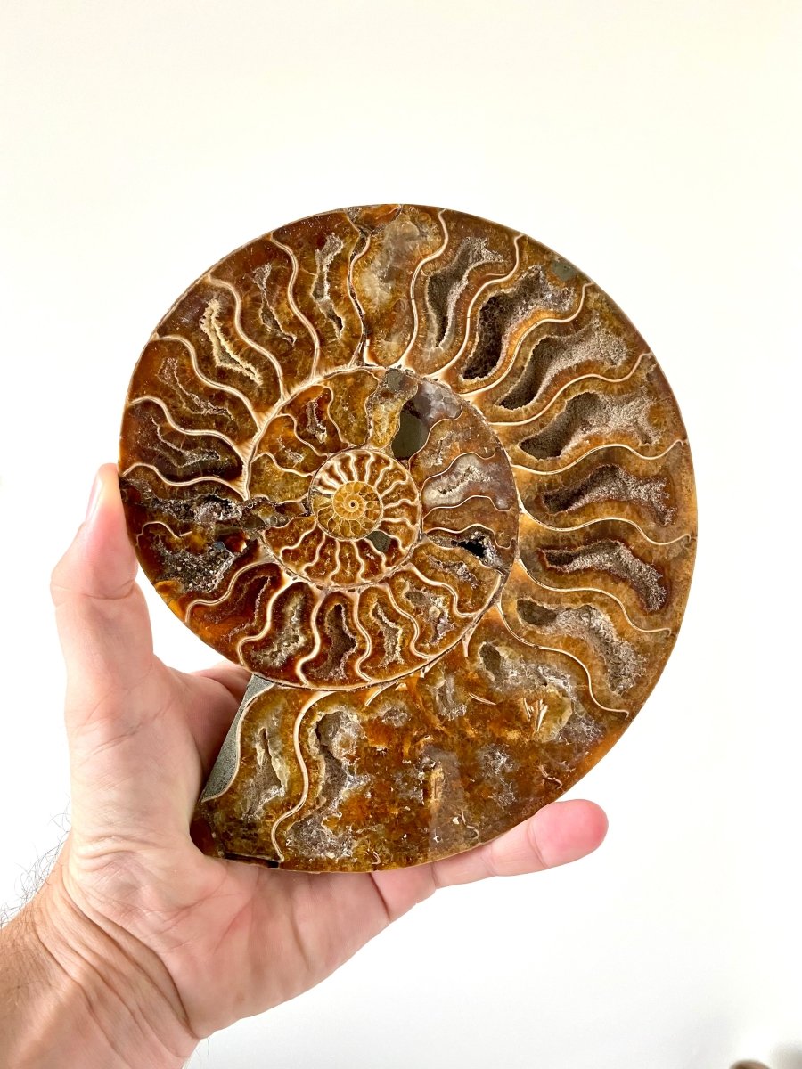 7.35" Ammonite Fossil, Cleoniceras species (cut and polished) - FossilsAndMore