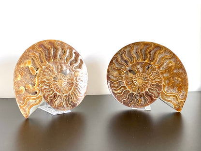 7.35" Ammonite Fossil, Cleoniceras species (cut and polished) - FossilsAndMore