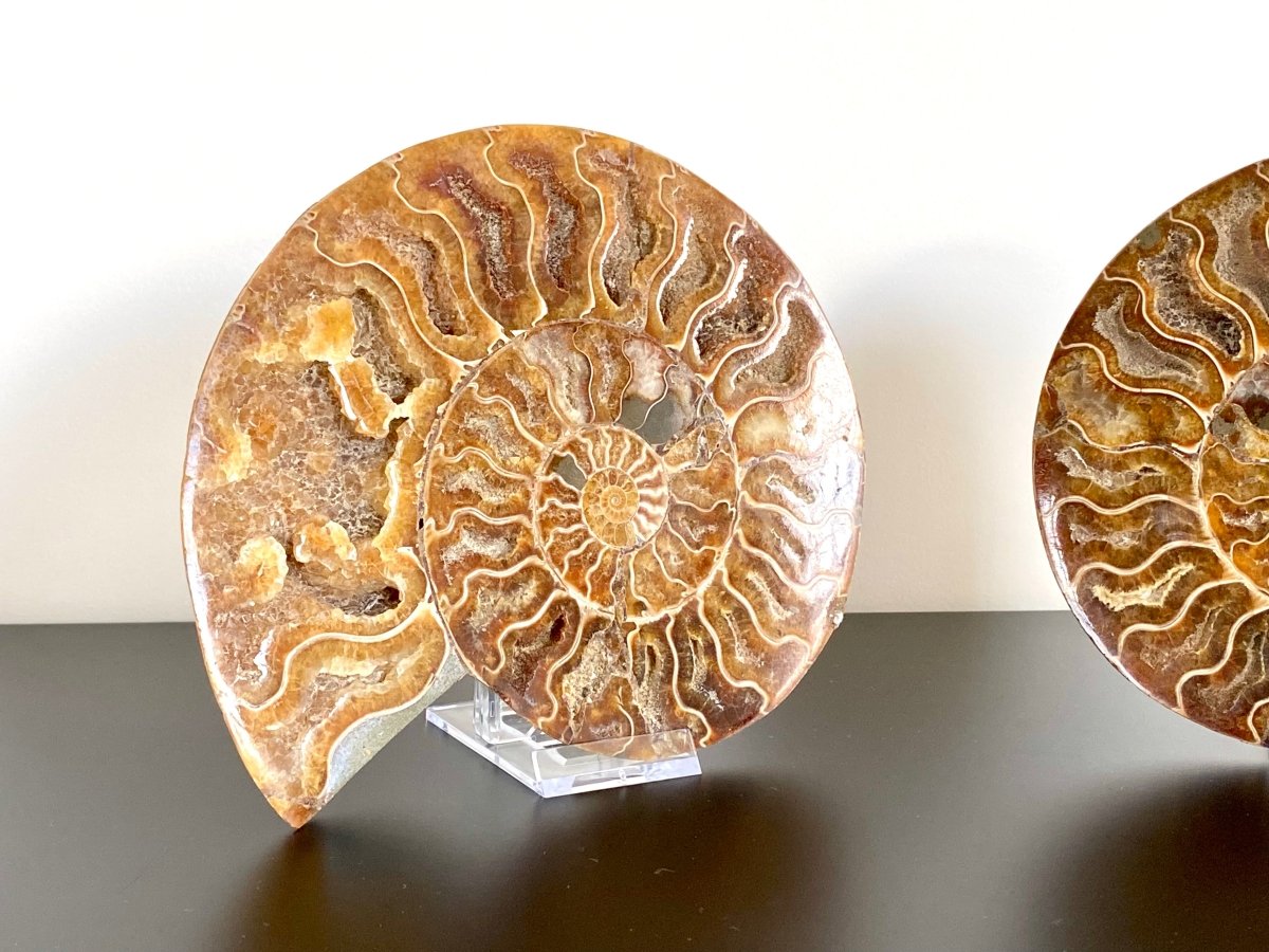 7.35" Ammonite Fossil, Cleoniceras species (cut and polished) - FossilsAndMore