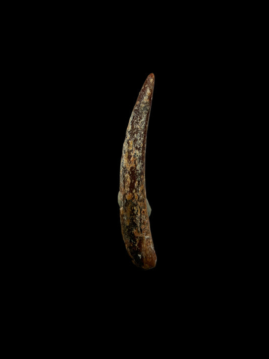 Pterosaur fossil tooth from Morocco | 0.86"