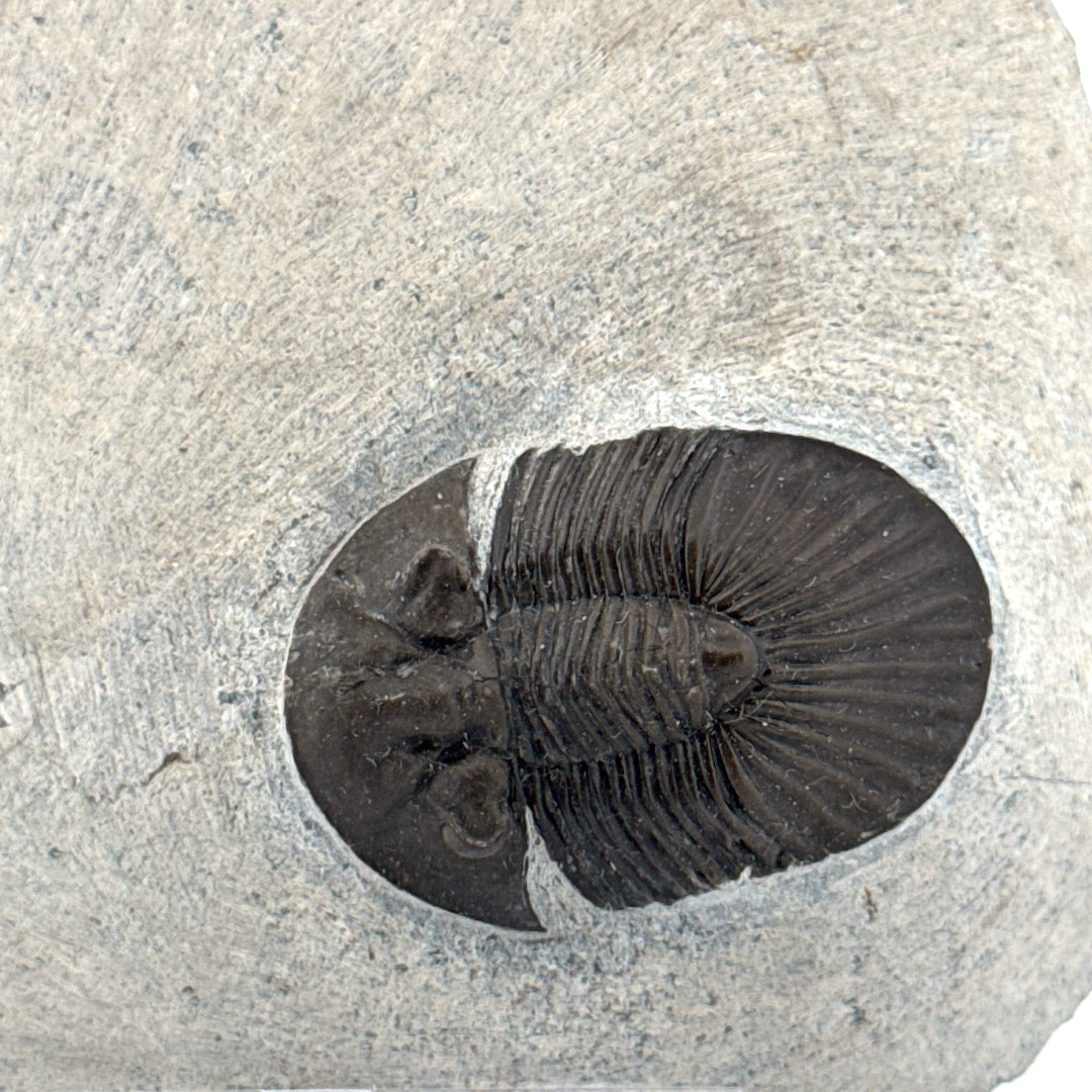 Scutellum sp. Trilobite on Matrix from Devonian, Morocco (1.32")