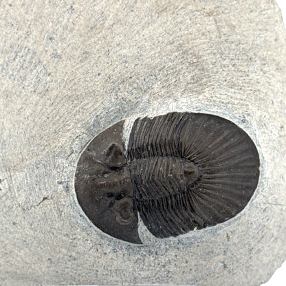 Scutellum sp. Trilobite on Matrix from Devonian, Morocco (1.32")