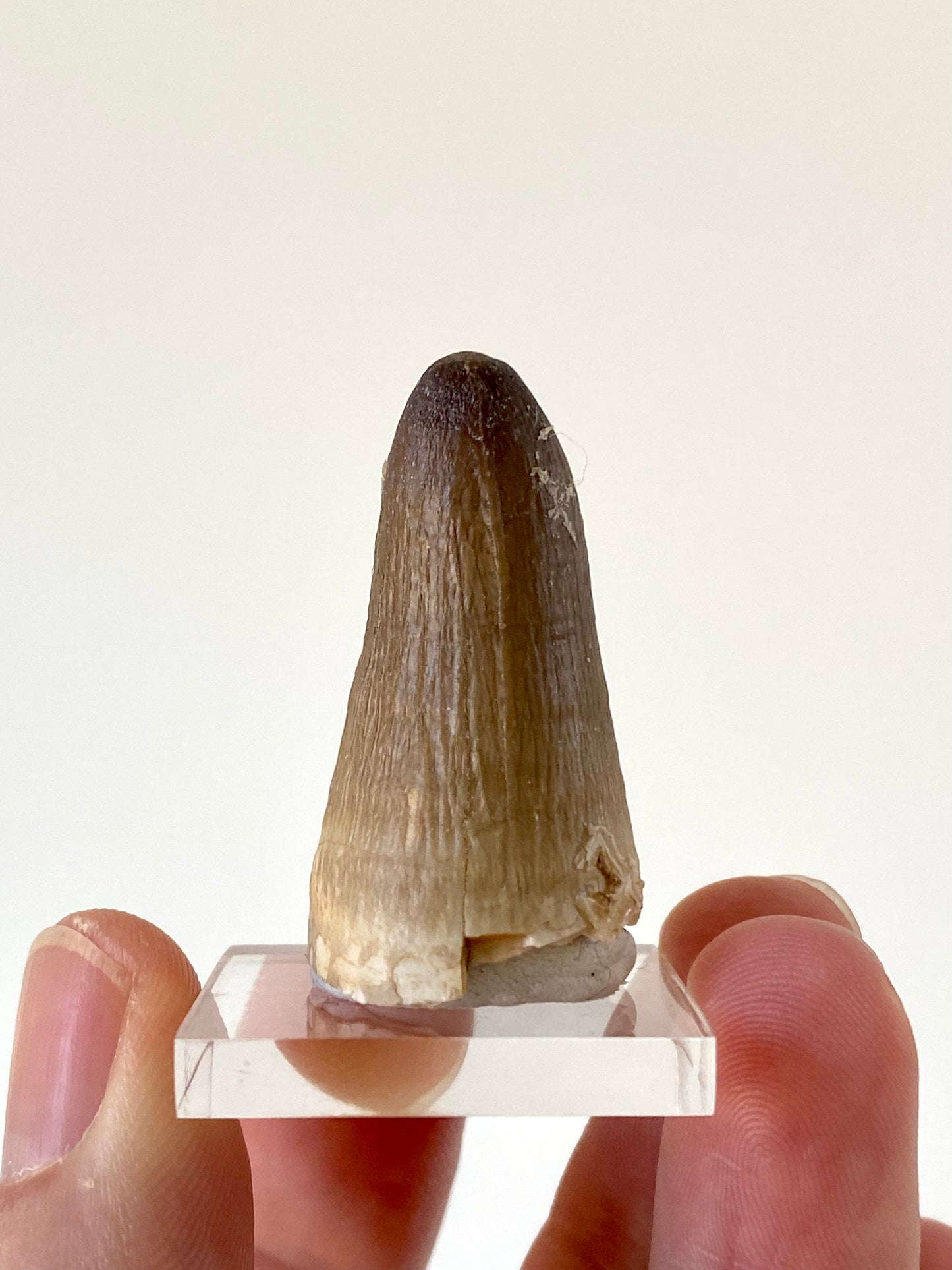 Moroccosuchus zennaroi Fossil tooth