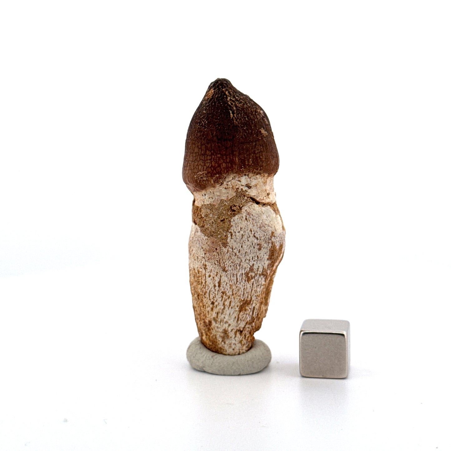 Globidens phosphaticus tooth with natural root from Cretaceous, Morocco (2.28")