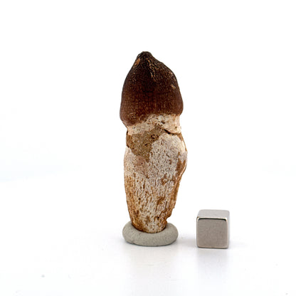 Globidens phosphaticus tooth with natural root from Cretaceous, Morocco (2.28")