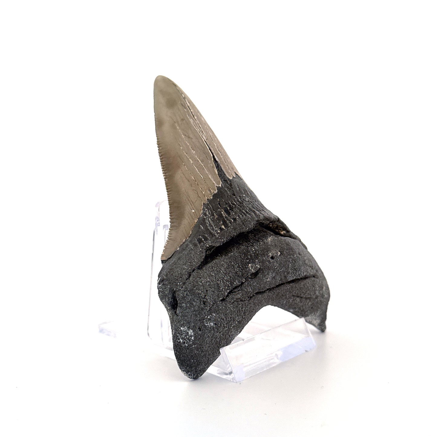 Megalodon tooth fossil (4.28") - Miocene, USA