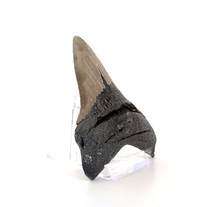 Megalodon tooth fossil (4.28") - Miocene, USA