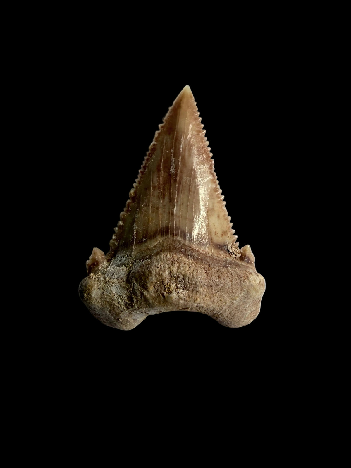 Palaeocarcharodon orientalis haaientand fossiel uit Marokko | 1,34 inch