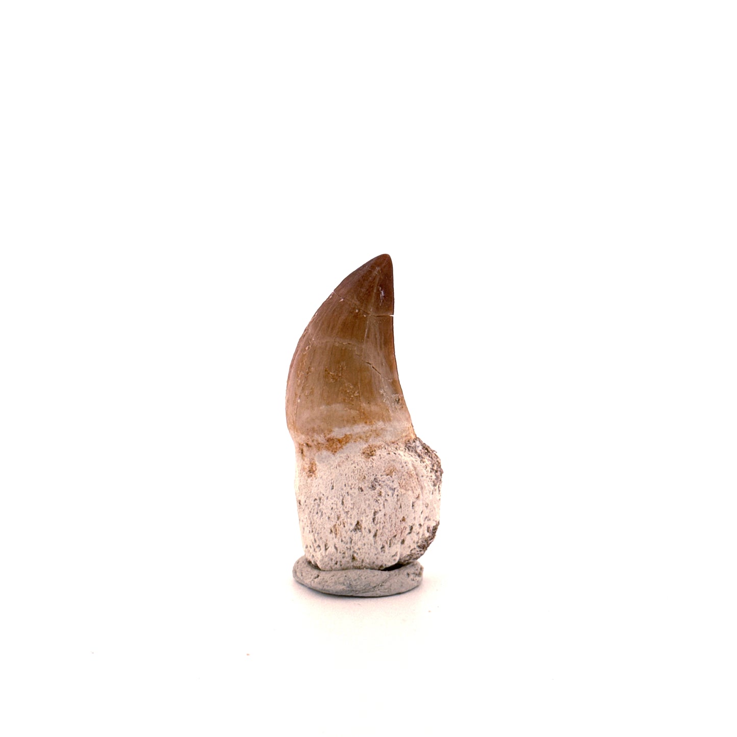 Rooted Mosasaur tooth from Late Cretaceous, Morocco (1.73")