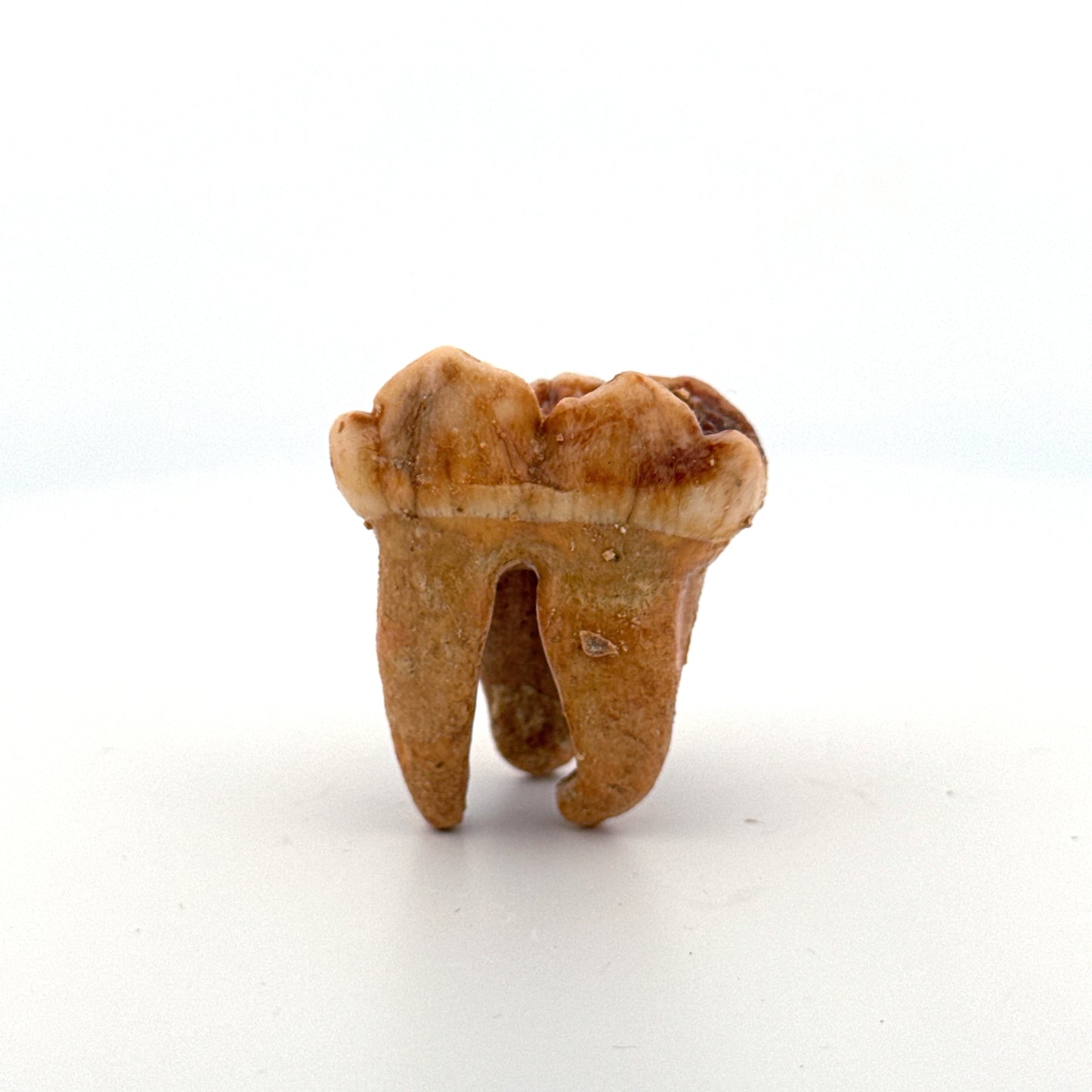 Cave Bear (Ursus spelaeus) molar from pleistocene, Rumania (1.41")