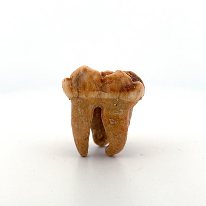 Cave Bear (Ursus spelaeus) molar from pleistocene, Rumania (1.41")