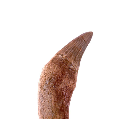 Gavialimimus almaghribensis Mosasaurus tand, Laat Krijt, Marokko (2.11 inch)