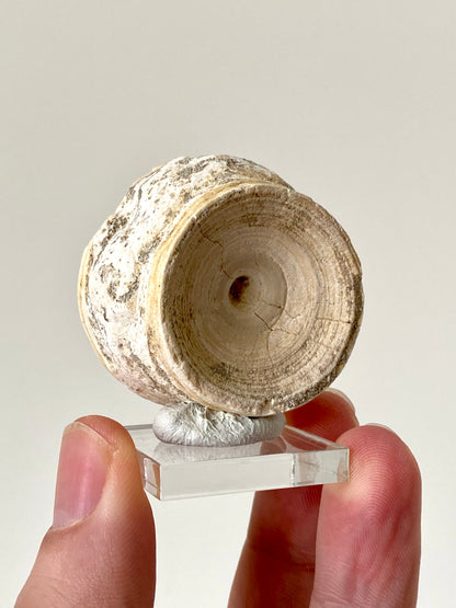 Otodus obliquus fossil vertebra