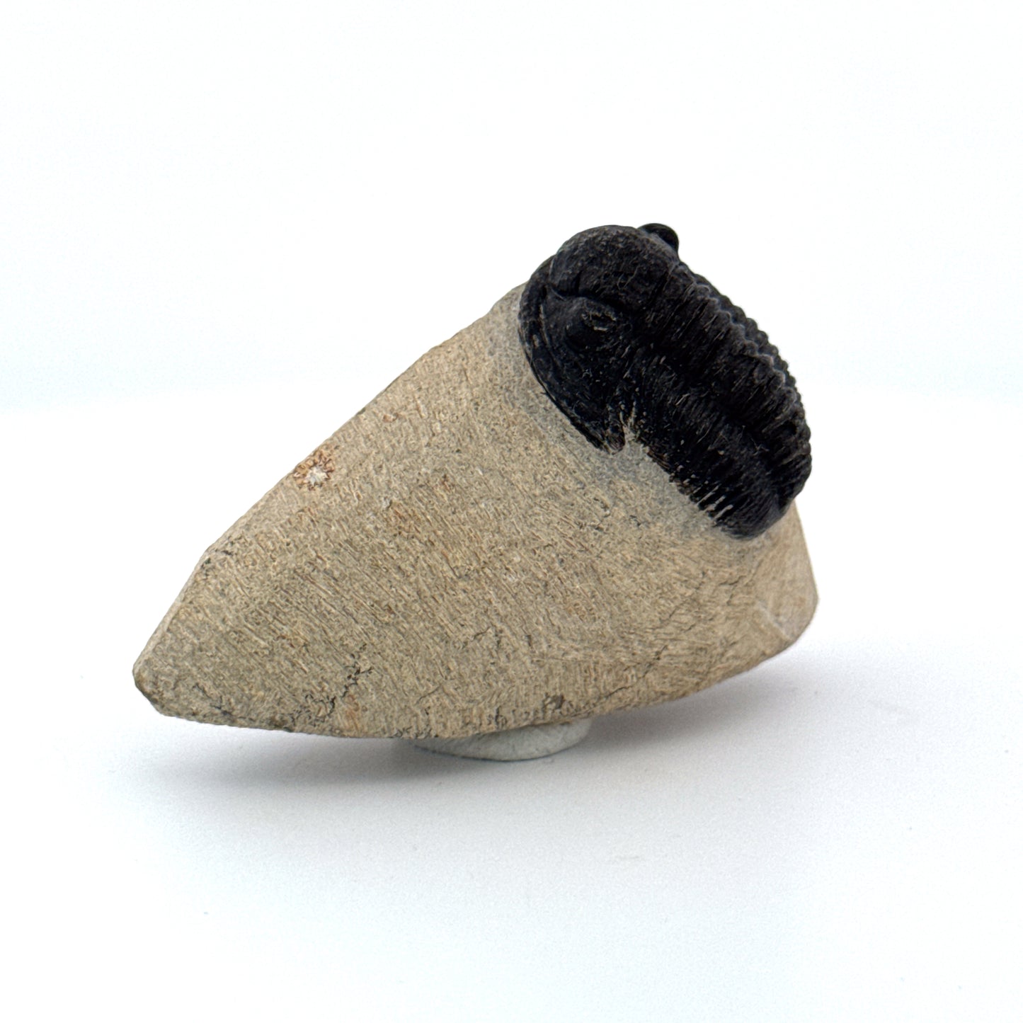 Gerastos granulosus Devonian Trilobite Fossil from, Morocco (A010)