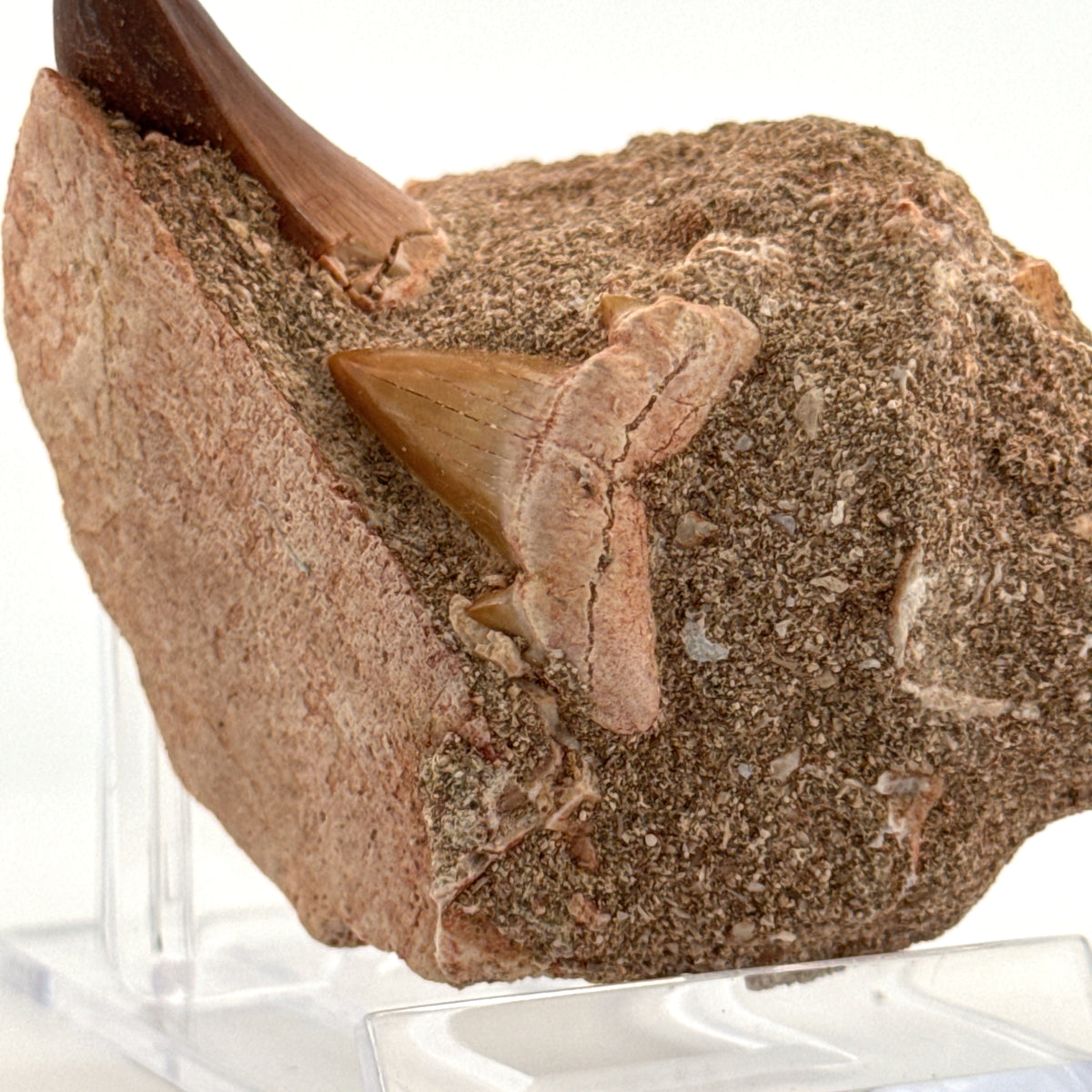 Mosasaur Tooth and Shark tooth from Morocco, Late Cretaceous