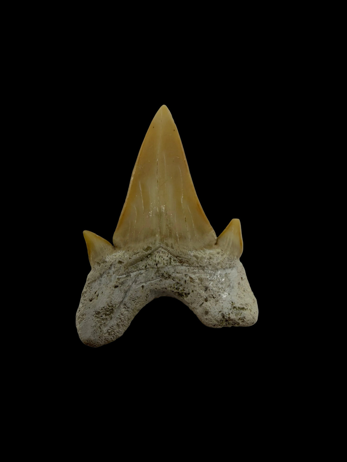 Otodus obliquus fossiele haaientand uit het Eoceen, Marokko | 1,64 inch