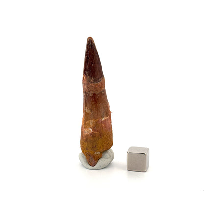 Spinosaurus Tooth Fossil (2.54") – Late Cretaceous Dinosaur tooth from Morocco