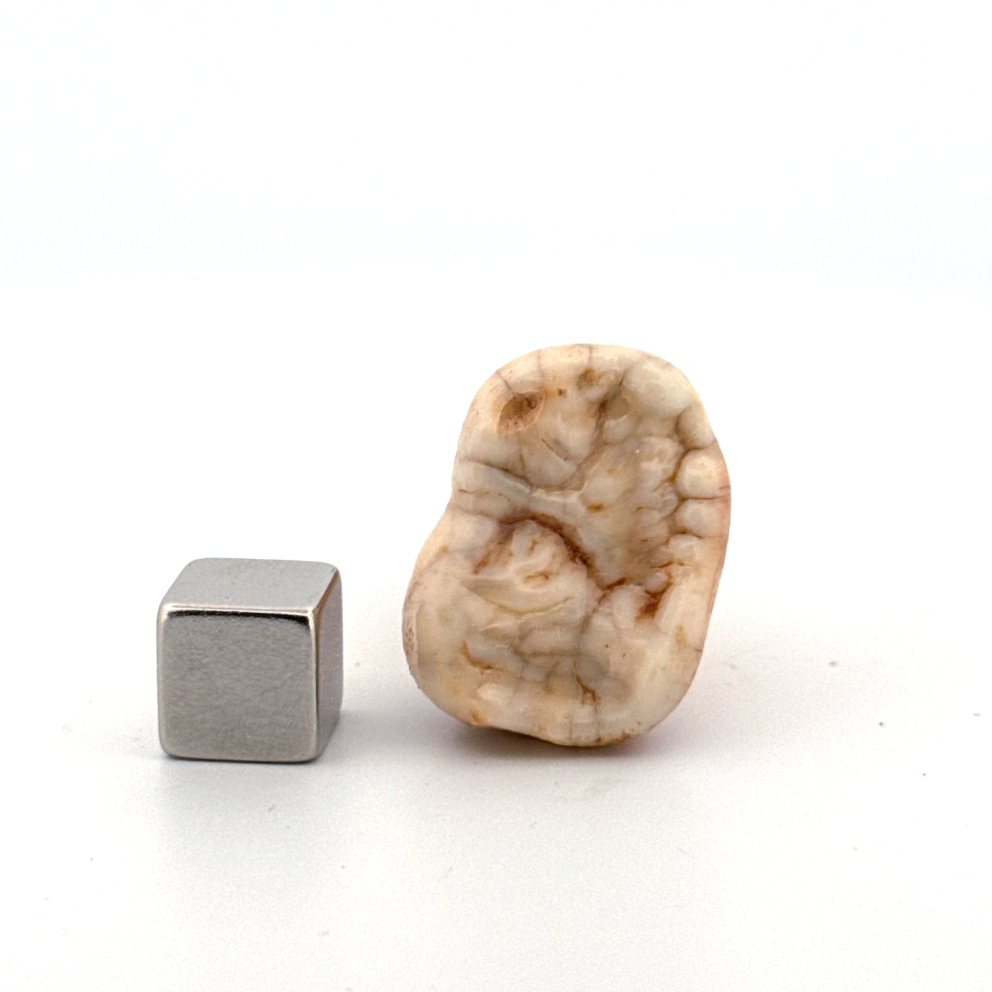 Cave Bear (Ursus spelaeus) molar from pleistocene, Rumania (1.44")