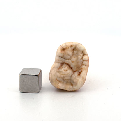 Cave Bear (Ursus spelaeus) molar from pleistocene, Rumania (1.44")