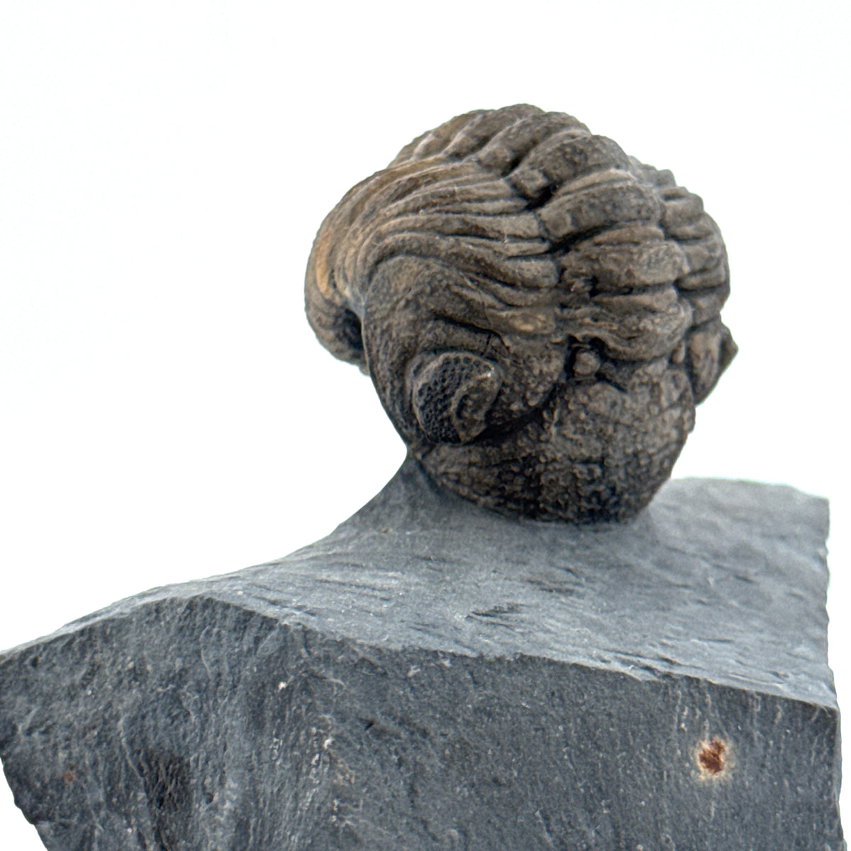 Devonian Phacopid Trilobite from Morocco | 2"