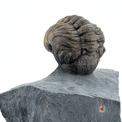 Devonian Phacopid Trilobite from Morocco | 2"
