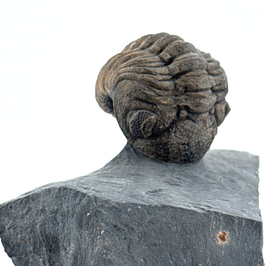 Devonian Phacopid Trilobite from Morocco | 2"