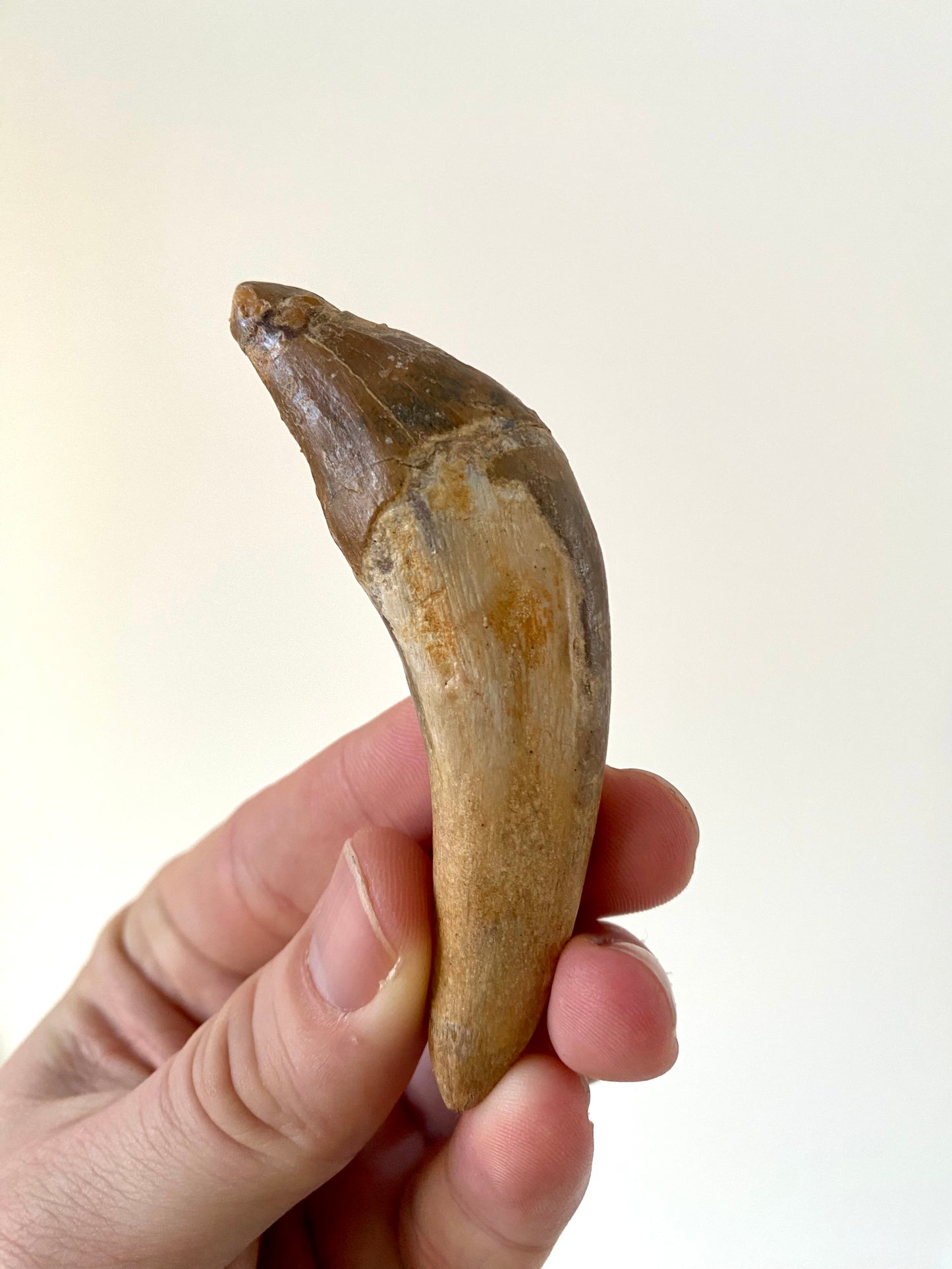 Basilosaurus tooth