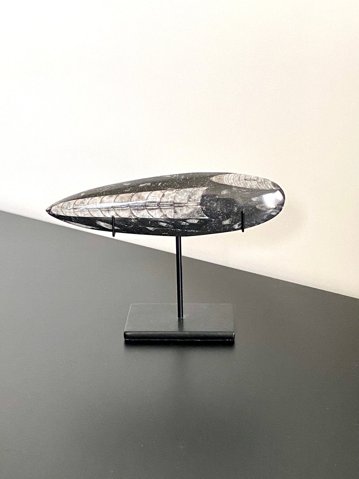 othoceras fossil on custom stand