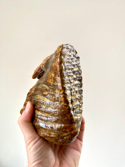 Mammoth Primigenius Molar