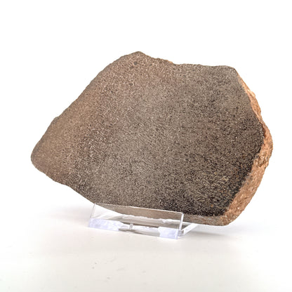 Gepolijst Sauropode Dinosaurusbot uit Jura | 150 Gram