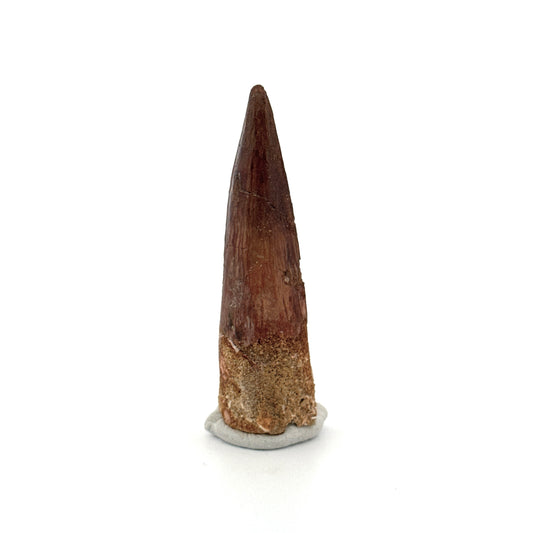 Spinosaurus Tooth Fossil (2.58") – Late Cretaceous Dinosaur tooth from Morocco