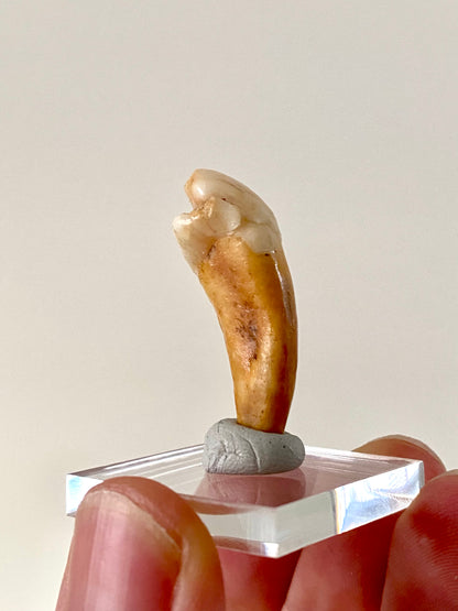 Cave Bear Incisor from Rumania