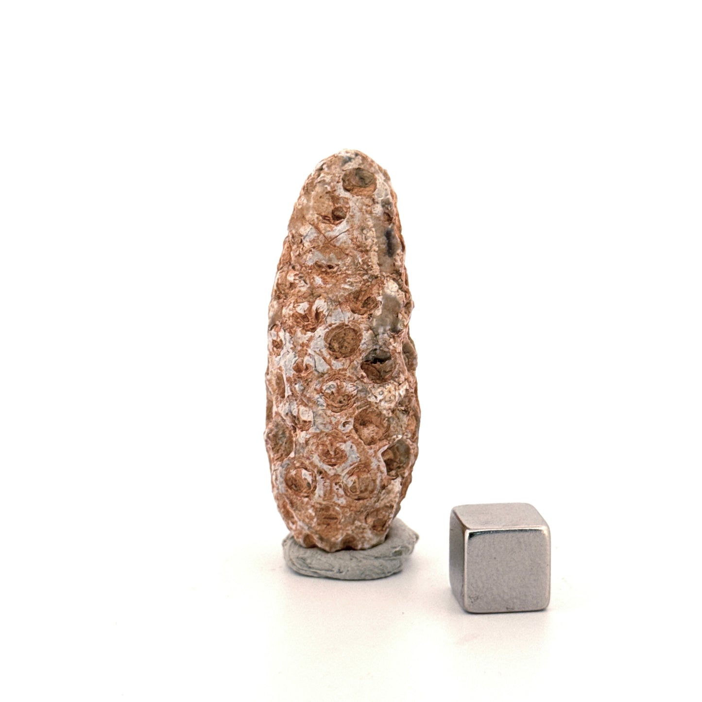 Fossiele Pijnappel, Equicalastrobus chinlea (1.92 inch) - Eoceen plantenfossiel uit Marokko