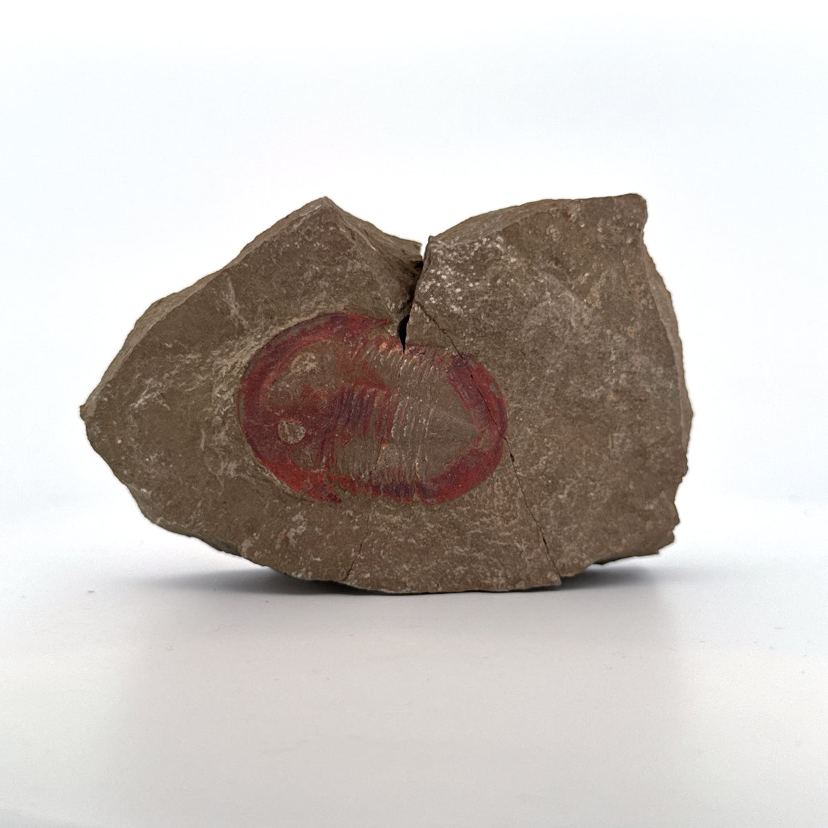 Asaphellus fezouataensis Trilobiet, Positief & Negatief | 1,69 inch