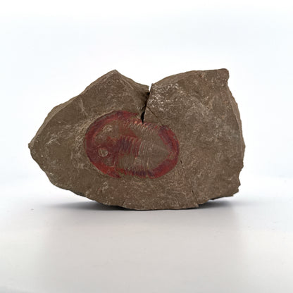 Asaphellus fezouataensis Trilobiet, Positief & Negatief | 1,69 inch