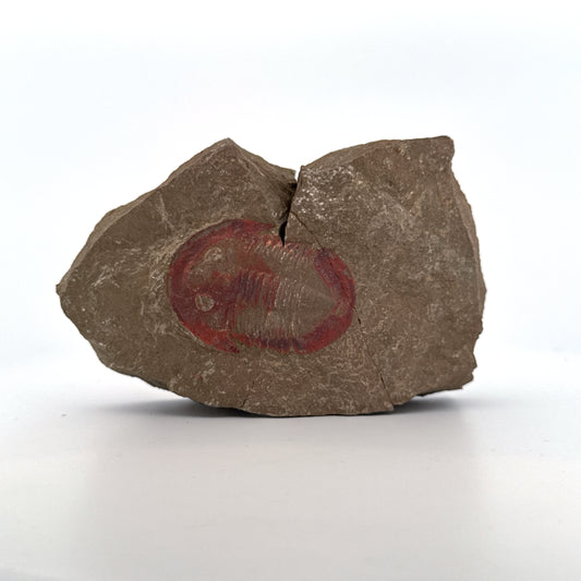 Asaphellus fezouataensis Trilobite, Positive & Negative | 1.69"
