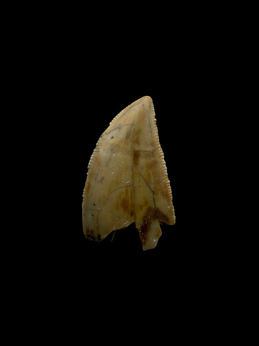Majungasaurus Dinosaurus Tand uit het Laat-Krijt, Madagaskar (0.86")