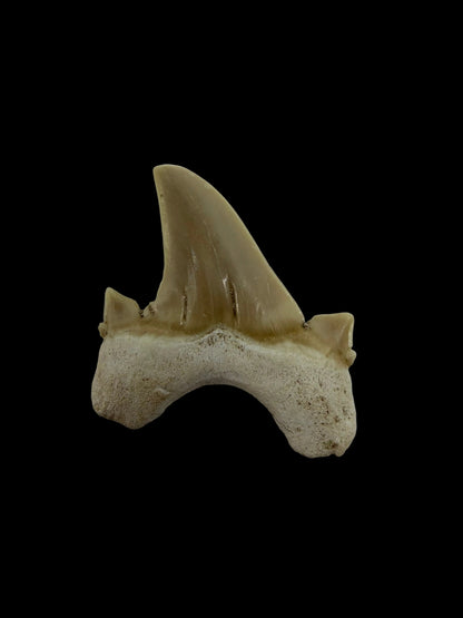 Otodus obliquus Fossil Shark Tooth from Eocene, Morocco | 1.66"