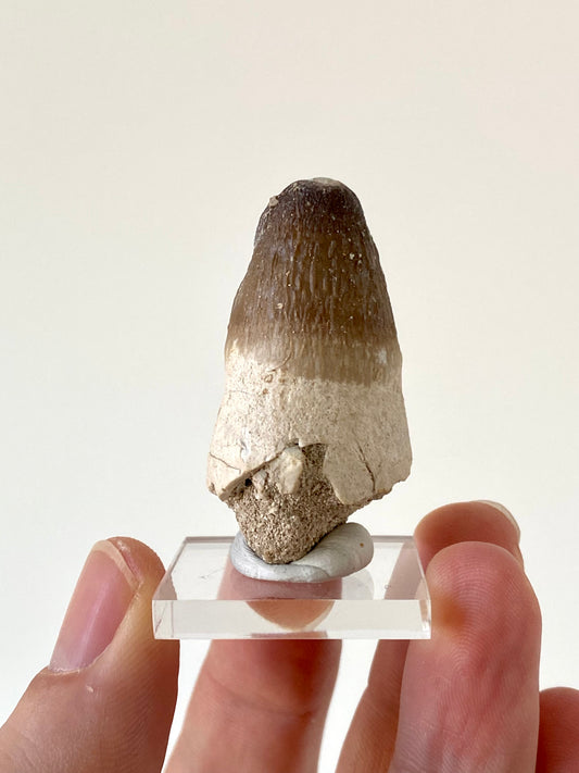 Moroccosuchus zennaroi Fossil tooth