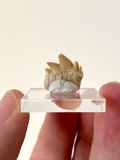 Notidanodon Loozi fossil tooth (2)