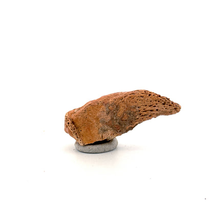 Cave Bear Claw (Ursus spelaeus), Distal phalanx Fossil (1.84") from Pleistocene, Romania