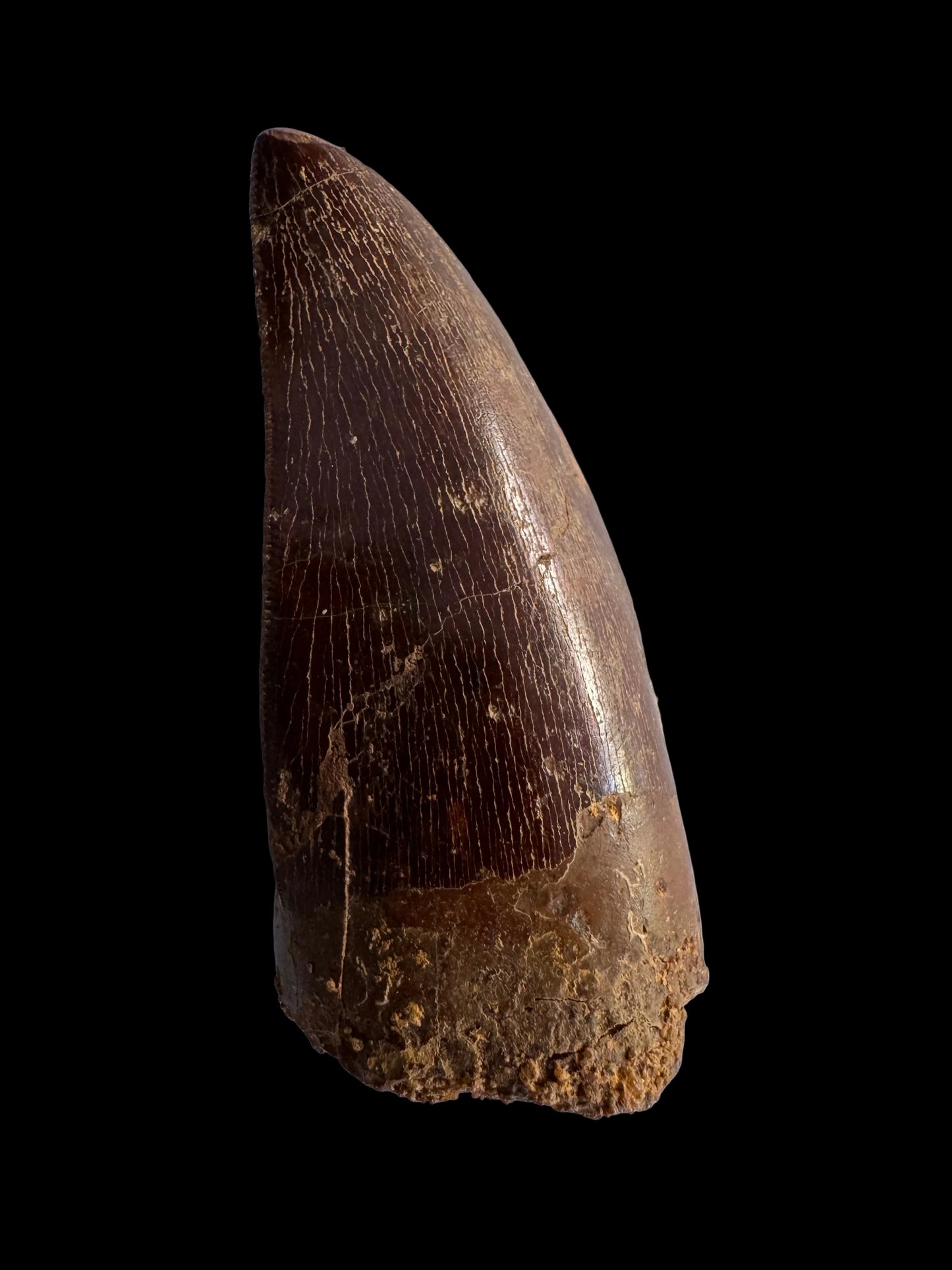 Carcharodontosaurus fossiele tand, Krijt dinosaurus tand uit Kem Kem Beds, Marokko (2,53 inch)